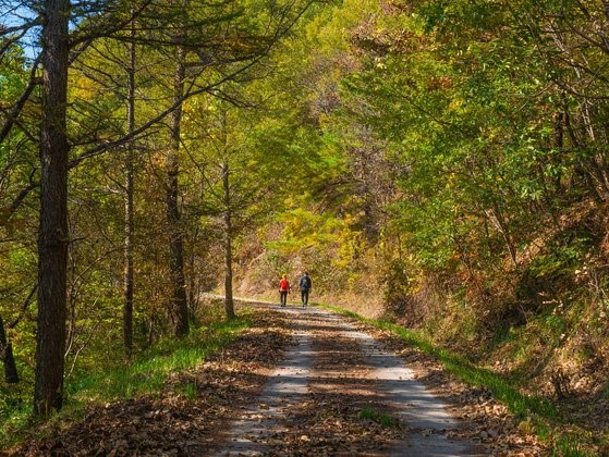 小白山自乐道6号路线“温达平冈浪漫之路”是著名的落叶路，弯弯曲曲的林间路上铺满了秋季的落叶。【照片由韩国观光公司提供】
