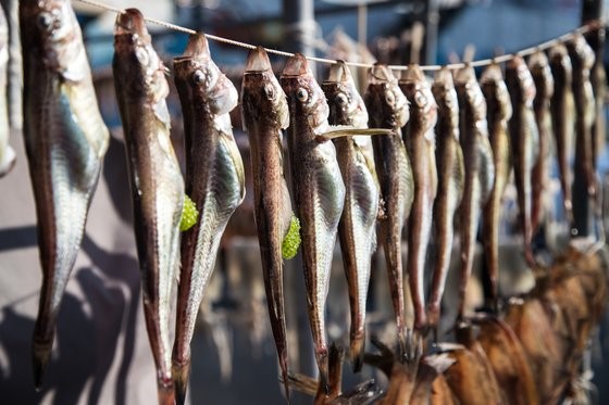 东明港晾晒的多籽叉牙鱼，不少叉牙鱼腹中长满鱼籽，看上去非常饱满。崔昇杓记者