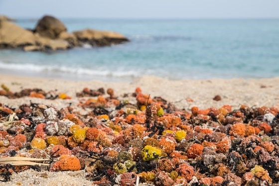 一片有古城的海边沙滩上堆满了成团的叉牙鱼籽。海域的叉牙鱼数量几年来不断激增，可供叉牙鱼产卵的海草却数量不足，因此产生了这种现象。崔昇杓 记者