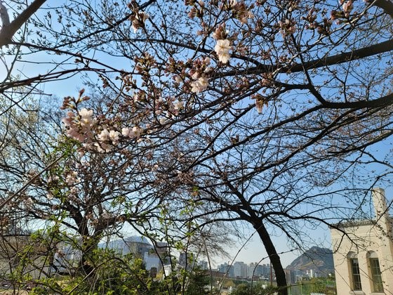 图为首尔气象观测所中用于观测花期的樱花树上开花的情景。【照片来源：韩国气象厅】