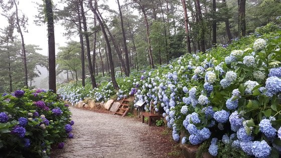 海南森林植物园是韩国最大规模的绣球花群落地之一。【照片由韩国观光公社提供】