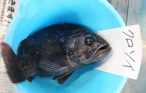 图为今年4月在日本福岛县盘城市小名浜鱼市场检查站，一条从福岛前海捕获的黑鲉被放在水桶里。【照片来源：韩联社】