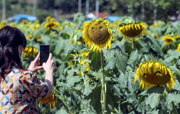 一位来到瓠芦鼓楼遗址的游客在拍摄向日葵。 金成龙记者 