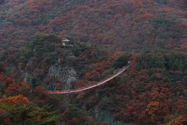 图为1日拍摄到的位于京畿道坡州市甘岳山的悬索桥一带枫叶正浓。坡州著名的甘岳山悬索桥从31日的休息日一大早开始就吸引了3000名登山者前来登山。【照片来源：韩联社】
