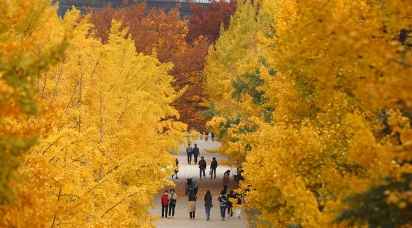图为11月4日市民们漫步在首尔城东区首尔林的银杏树下，一眼望去满是金黄，秋意正浓。据韩国气象厅预报，下周一(8日)全国将出现降雨天气。预计此次降雨结束后，从8日白天开始气温将出现骤降，到13日早晨气温为零下1度到9度，白天气温为8度到18度。