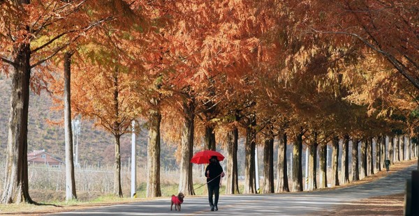16日，在全罗北道镇安水杉林荫大道，一位市民和宠物狗一起享受着深秋。