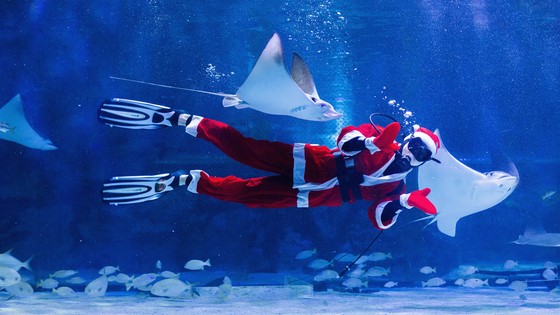 COEX水族馆26日表示，为迎接即将到来的圣诞节，将于11月29日至12月26日举行“圣诞老人的秘密仓库”活动。图为正在水下表演的圣诞老人。【照片来源：韩联社】