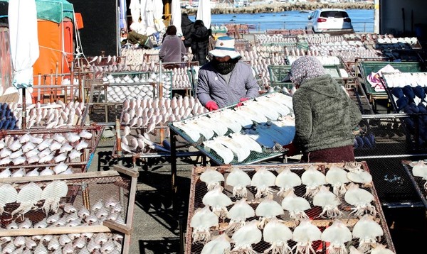离春节还有2周，图为18日在釜山机张郡日光面七岩村的海鲜晾晒场，渔民们正在忙碌地工作。【宋奉根 记者】