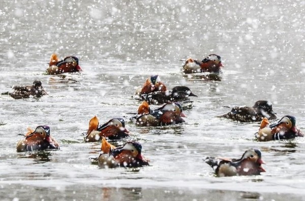 图为16日在光州北区全南大学内的莲花池里拍摄到的鸳鸯一家正在雪中戏水。