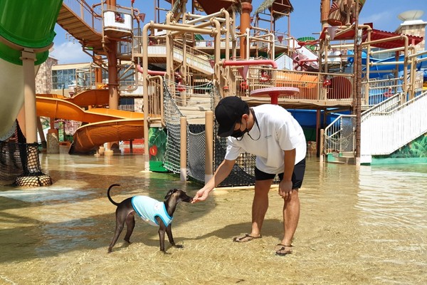 金海乐天水上乐园的宠物狗专用狗狗水上乐园，4月9号开业。【照片由乐天世界提供】