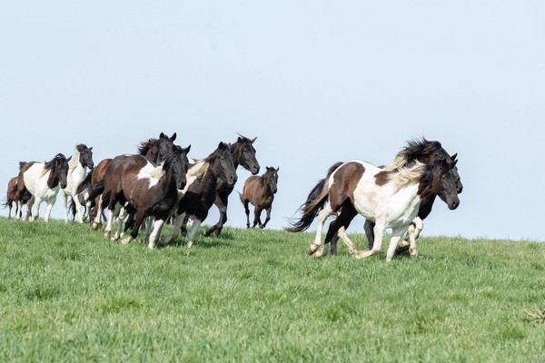 5日，在韩国农村振兴厅国立畜产科学院兰芝畜产研究所的马匹放牧场，马儿们正在奋力奔跑。【图片来源：韩国农村振兴厅】