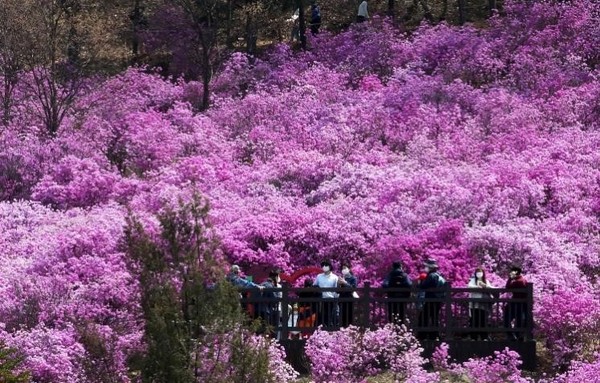 10日，来到位于京畿道富川市春义洞的金达莱乐园的游客们正在观赏杜鹃花。【照片来源：NEWS1】