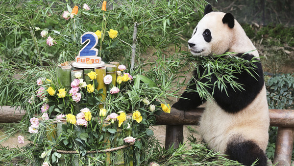 图为在韩国首次以自然繁殖方式诞生的熊猫“福宝”7月20日迎来两岁生日，在京畿道龙仁市爱宝乐园收到了用竹子、胡萝卜等制作的生日蛋糕作为礼物。“福宝”这个名字的寓意是“给予幸福的宝物”。【照片来源：韩联社】