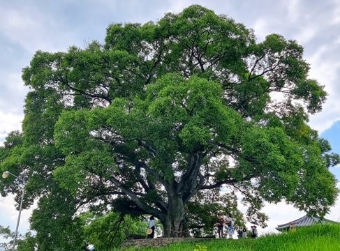 图为位于庆尚南道昌原市东部村的朴树。【照片来源：昌原市官方博客截图】