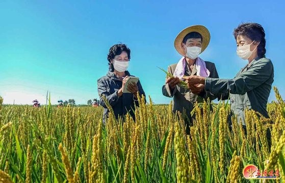 图为17日，朝鲜新义州市下属农场工作人员正在查看收获新品种的水稻收成。【照片来源：劳动新闻，NEWS1】