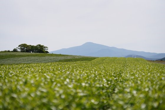 图为位于济州郡表善山区的城邑里绿茶村风景。【照片来源：济州观光公社】