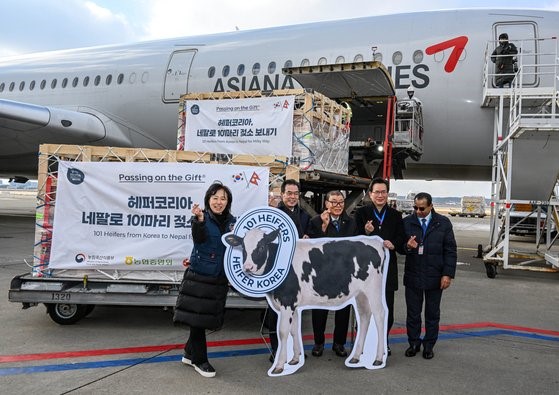 目前已跃升为世界第五大乳品农业强国的韩国向尼泊尔捐出了101头奶牛，其中有42头在12月22日乘坐专机前往尼泊尔。从1952年开始，国际小母牛组织(Heifer International)捐赠的897头奶牛中，曾有一部分奶牛被带上飞机越过太平洋抵达韩国。在过去，韩国曾接受全球援助，时隔70年来韩国首次向海外输出奶牛。 【摄影：机场摄影记者团】