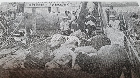 目前已跃升为世界第五大乳品农业强国的韩国向尼泊尔捐出了101头奶牛，其中有42头在12月22日乘坐专机前往尼泊尔。从1952年开始，国际小母牛组织(Heifer International)捐赠的897头奶牛中，曾有一部分奶牛被带上飞机越过太平洋抵达韩国。在过去，韩国曾接受全球援助，时隔70年来韩国首次向海外输出奶牛。 【摄影：机场摄影记者团】