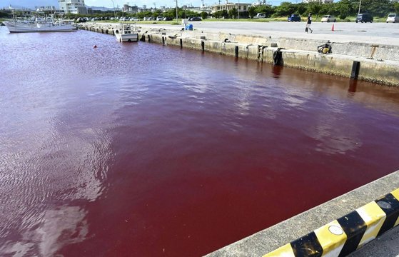 日本冲绳ORION啤酒厂的冷却水泄漏，导致附近海域被染红。【照片来源: 日本时报截图】