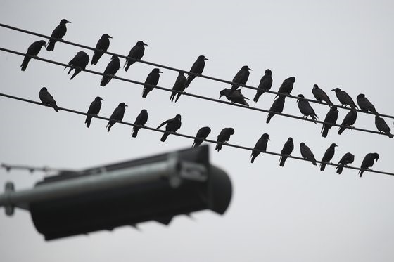 图为3月22日，在庆尚北道漆谷郡东明面一处原野上，数百只乌鸦成群停在电线上。【照片来源：NEWS1】