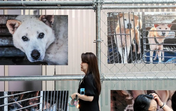 摄影展中展出了饲养的食用狗的照片。【金成龙 记者】