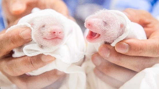 出生6天的爱宝乐园双胞胎熊猫(左边是姐姐)。【照片来源：爱宝乐园】