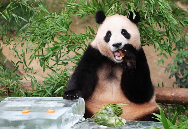 图为24日上午在京畿道龙仁市爱宝乐园健康度过夏天的大熊猫福宝正在吃饲养员们准备夏季特享。【照片来源：韩联社】