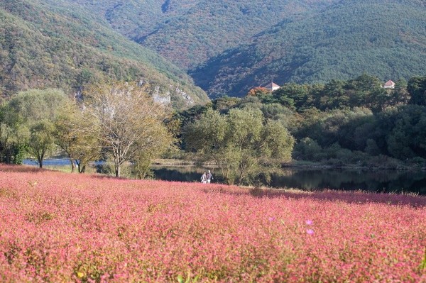 红荞麦花盛开的宁越墨谷村，东江和周边山势交相辉映，风景秀丽。 【摄影：崔承杓记者】