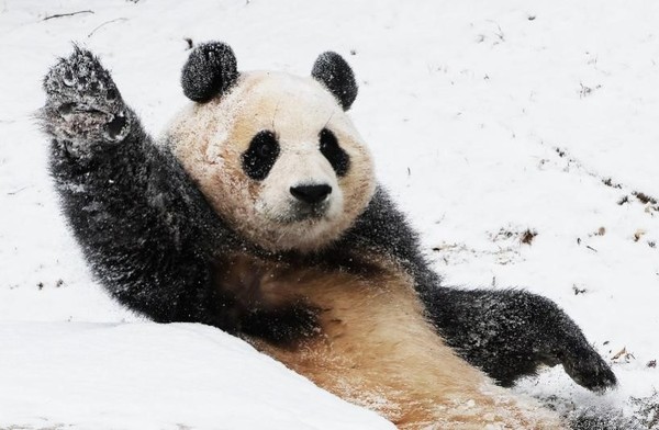图为上月20日雪后的京畿道龙仁市爱宝乐园中的熊猫福宝正躺在雪地上。【照片来源：韩联社】