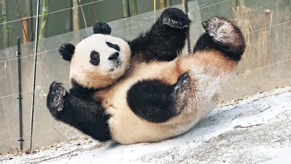 20日上午，在京畿道龙仁市爱宝乐园，大熊猫“福宝”在雪地上开心地玩耍。【照片来源：韩联社】