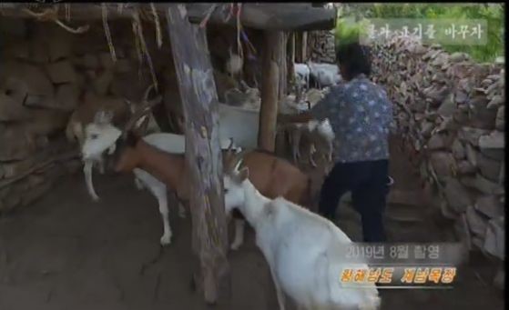 图为6月11日，朝鲜中央电视台播出《以草换肉》特别节目，动员人们通过饲养家畜补充营养。【照片来自朝鲜中央电视台节目截图】