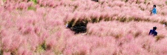 在西归浦市南元邑休爱里自然生活公园，游客们正在粉黛乱子草丛中尽享秋日美景。