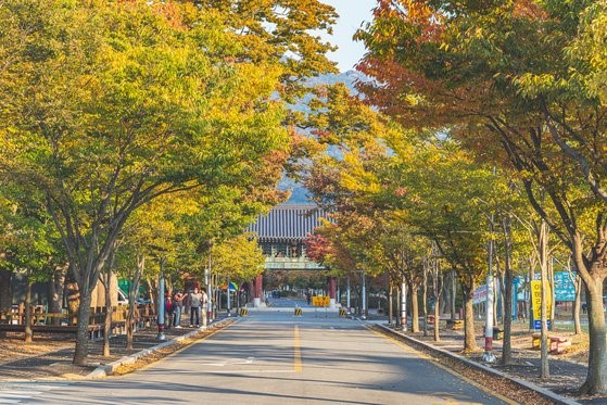 灵光佛甲寺一柱门门前的秋日景致。佛甲寺的红叶已经进入最佳观赏季。【照片由韩国观光公司提供】