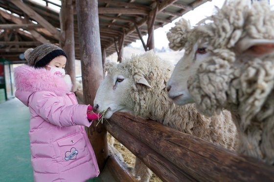 一名儿童正在大关岭羊群牧场给羊群喂食干草。【崔胜杓 记者】