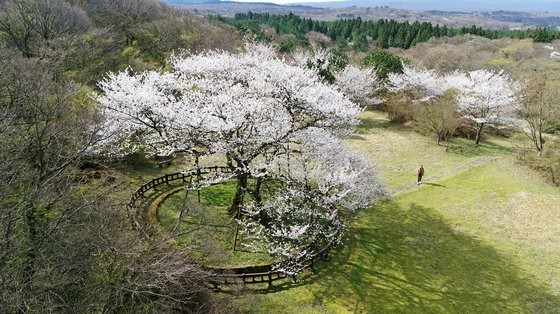 韩国济州有大樱花树等14种本地樱花树种。照片中是被指定为第159号自然遗产的济州大樱花树。【照片来源：韩联社】