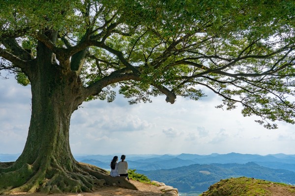 韩国扶余郡城兴山顶的老榉树最近在Instagram上爆红。【白宗铉 记者】
