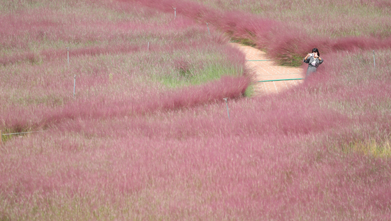 图为26日在庆尚北道金泉市江边公园的粉黛乱子草勾勒出梦幻的秋日气息。【照片来源：韩联社】