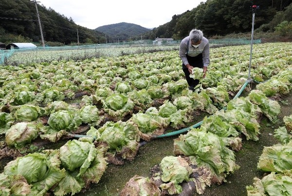 照片中是10月14日拍摄的因频繁降雨导致蔬菜出现软腐病的江原道横城郡生菜田。【照片来源：韩联社】