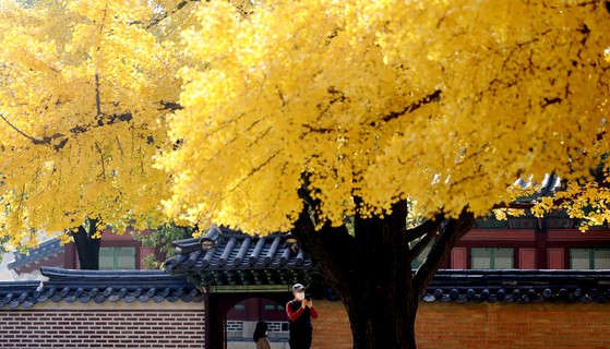 图为11月5日上午，市民们正在首尔钟路区景福宫内的银杏树下漫步。