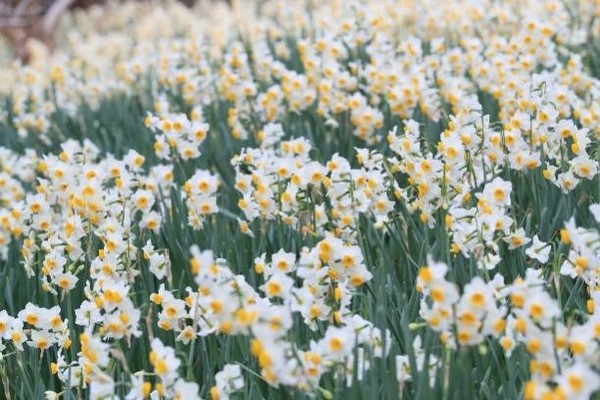 图为16日上午拍摄到的济州市翰林邑翰林公园的水仙花盛开。园方表示，由于今年气温较往年平均高2℃以上，温暖天气和忽冷忽暖的异常气候导致水仙花比去年提早10天以上开花。【照片来源：韩联社】