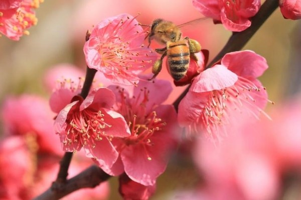 图为14日上午，在济州西归浦市一家咖啡厅前，蜜蜂正飞近盛开的红梅。【照片来源：韩联社】