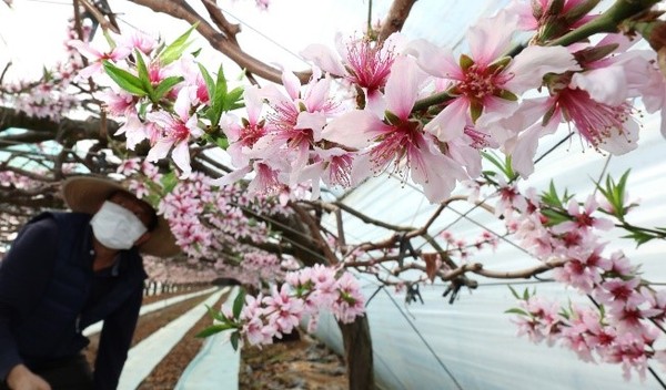 图为24日，位于韩国世宗市莲东面的一家塑料大棚桃子种植户的桃花盛开，预示着春天的到来。【照片来源：韩联社】