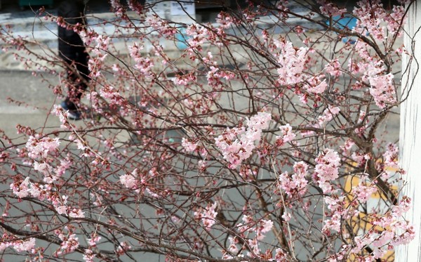图为3月10日，釜山日光和煦温暖，釜山水营区培华学校围墙上的樱花也已经绽放，传递着春天的消息。【照片来源：NEWSIS】