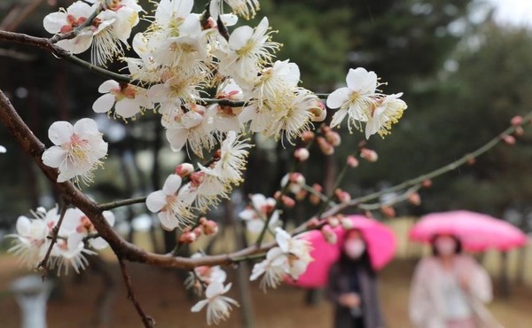 17日的下午下起了春雨，图为韩国世宗市某公园里春花盛开，吸引了人们的视线。【图片来源：NEWSIS】