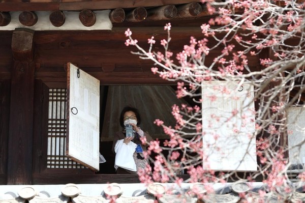 3月29日，在昔御堂二楼，一名参观者正在拍摄窗外可见的杏树。【张振英(音) 记者】