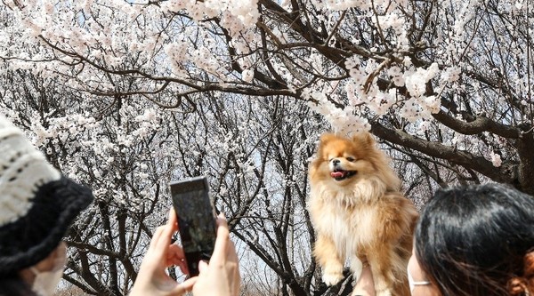 图为4月4日温暖春日的下午，在首尔城东区首尔林，市民正拿出手机把宠物狗同樱花一同拍下。首尔的樱花预计将在本周末或下周初正式盛开。气象厅会根据首尔钟路区首尔气象观测所“标准樱花木”的开花情况宣布首尔樱花盛开时间。目前标准樱花木上还只长出了花苞，尚未开花。【首尔=NEWSIS】