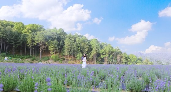 抱川香草岛乐园是韩国首都圈代表性的薰衣草名胜地，本月底将举行薰衣草庆典。【照片来源：香草岛乐园】