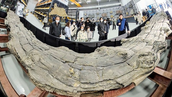 图为2月13日，市民们来到位于大田市西区万年洞的天然纪念物中心，听取关于“浦项金光里新生代木化石”的介绍。“浦项金光里新生代木化石”于1月27日被指定为韩国国家指定文化遗产天然纪念物，长10.2米，宽0.9~1.3米，是韩国目前发现的最大木化石。韩国文化财厅将在28日之前向大众特别公开被列为国家指定文化遗产天然纪念物的“浦项金光里新生代木化石”。【照片来源：NEWS1】