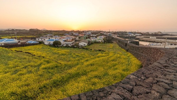 济州岛旧左邑下道里别防镇。这里以遍野的油菜花风景而闻名。【照片来源：济州岛】