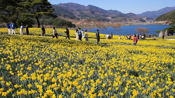 图为27日下午，位于全罗南道求礼郡山洞面的智异山奶酪乐园开满黄色的水仙花，散发着春天的气息。智异山奶酪乐园是以智异山湖水公园为背景，与绿色草地一起建成水仙花园区，有“韩国的瑞士”、“3秒瑞士”之称。这里被韩国旅游发展局评选为在Instagram上大放异彩的旅游胜地。【照片来源：求礼郡】